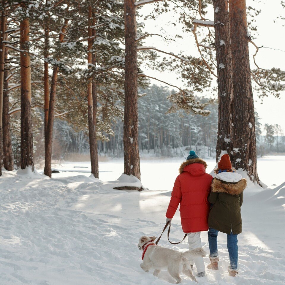 Winter hiking with dogs