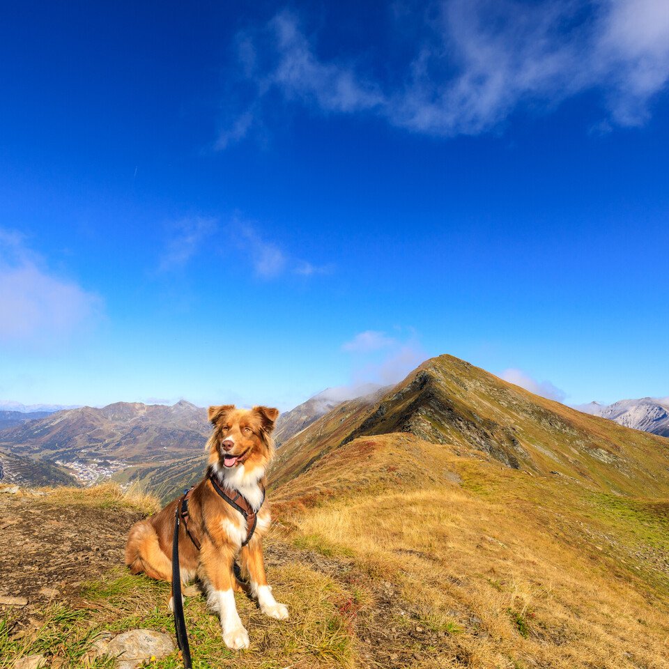 Hiking with dogs